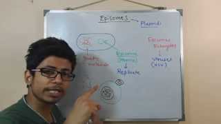 Episome  genomic DNA and plasmid in conjugation [upl. by Milt756]