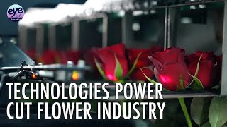 Modern technology grows Yunnans floriculture industry [upl. by Alviani]