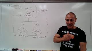 Gonadal hormones [upl. by Octavius]