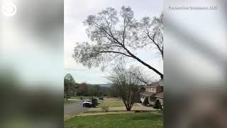 WEB EXTRA A cloud of pollen from a cut tree branch in Hixson Tennessee [upl. by Annayhs]