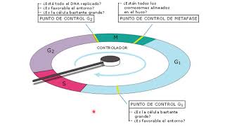 Ciclo celular y replicación del ADN [upl. by Eolcin]