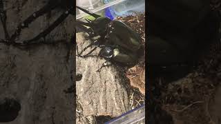 Beetle Chalcosoma Caucasus Mating [upl. by Lurleen]