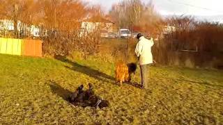 Hundetraining mit Briard und Schafpudel [upl. by Opportina]