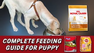 How to Feed Puppy  What to feed Puppy  Labrador diet plan in Tamil  Feeding Guide in Tamil [upl. by Rausch224]