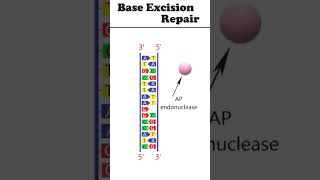 Base excision repair animation dnadamagerepair [upl. by Leinad]