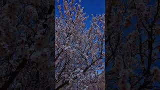 Beautiful Blossom 🌸 Almond Tree 🌴😍 [upl. by Eissolf]