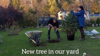 We planted a fir tree in our yard [upl. by Lindo]