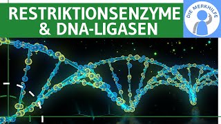 Restriktionsenzyme amp DNALigasen  Begriffe Ablauf praktische Anwendung Werkzeuge amp Methode [upl. by Aramaj]