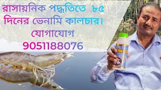 রাসায়নিক আপনাদের কিভাবে ভেনামি। চিংড়ির চাষ শেষ করছে তার প্রমান আপনাদের সামনে [upl. by Alma352]