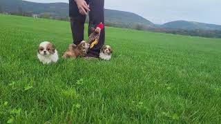 Shih Tzu Puppies Playing [upl. by Samohtnhoj]