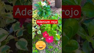 Adenium rojo cuidado para de muchas flores rosadeldesierto [upl. by Durnan411]