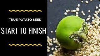 True Potato Seeds  TPS  Start to Finish [upl. by Yazbak]