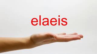 How to Pronounce elaeis  American English [upl. by Berkin]