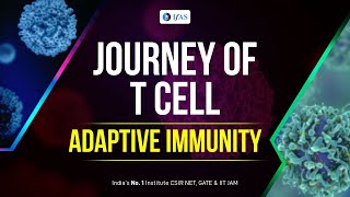 Adaptive Immunity Journey of T cell  IFAS [upl. by Adala913]