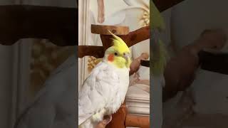 Cute Cockatiel Relaxing🦜😍 cockatielscraze [upl. by Adekahs251]