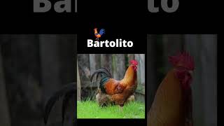 Bartolito la granja de Zenón short [upl. by Melar]