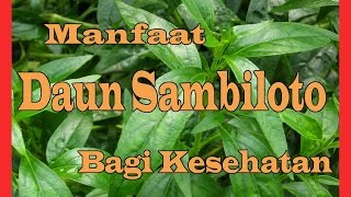 Manfaat Daun Sambiloto bagi Kesehatan [upl. by Arihsat]