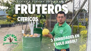 3 variedades en 1 solo árbol  Naranja Mandarina y Toronja [upl. by Decca133]