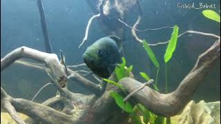 Starry Night Cichlid Paratilapia polleni  Madagascar Cichlid [upl. by Ennayar]