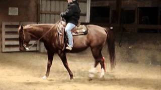 Miss Mollys Clue AQHA Mare For Sale [upl. by Ara]