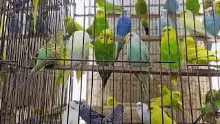 Budgie Sounds Budgerigars  Earthflight November 10 2024 [upl. by Higinbotham247]