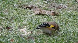 2023 December MY WILDLIFE Goldfinch Bad Fallingbostel Germany [upl. by Chon563]