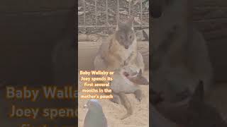 Wallaby and the Joey sydney wallabies wildlife kangaroo youtubeshorts [upl. by Arataj]