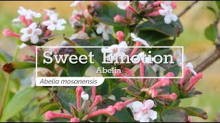 30 Seconds with Sweet Emotion® Abelia [upl. by Summer]