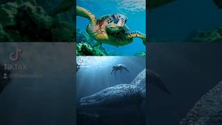 What do Turtles and Pliosaurs Share [upl. by Lekim456]