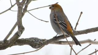 Pine Grosbeak Female [upl. by Matthieu647]