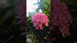 Ixora Coccinea or Rangan flower 🌼🌸 pinkmy garden garden season nature ytshorts status [upl. by Outlaw207]