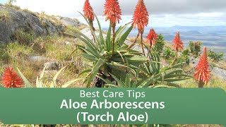 Aloe Arborescens Torch Aloe  Best Care Tips [upl. by Burk]