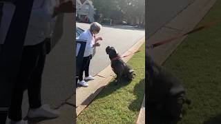 Cane corso excited to see it’s grandma canecorso mastiff mastiff pets petsytshort ytshorts [upl. by Avle225]