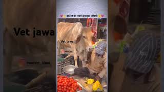 Ye video bina kuch bole bahut kuch baya kar rhi hai cow love saveanimals shorts struggle funny [upl. by Enohs531]