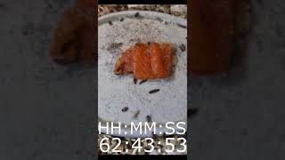 Flesheating Beetle Snack Salmon Sashimi [upl. by Yl323]