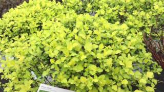 Tiny Wine® Gold Ninebark  wwwgardencrossingscom [upl. by Henrique]