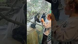 Funny monkeys🤣🤣fyp funny funnyvideos funnymoments funnyanimal monkey foryou ❤️❤️ [upl. by Yldarb758]