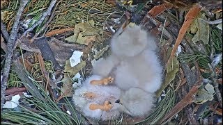 Presidio SF Redtailed Hawk Cam  This Is Harder Than It Seems  Baby Keeps Falling Over 41318 [upl. by Irehj]