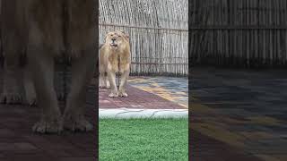 Brown lion with a royal stance [upl. by Franchot]