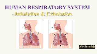 Lec 03 Inhalation amp Exhalation  Breathing Mechanism  Human Respiratory System [upl. by Nahsez]