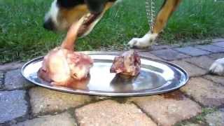 Appenzell Mountain dog mix eats raw meat and bones BARF NRV [upl. by Ahsen91]