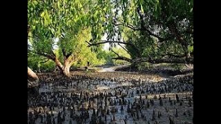 Pneumatophores Roots of Sundarban Mangrove Forest [upl. by Illom866]