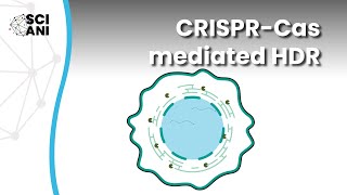 Which molecular factors suppress CRISPRCas mediated HDR [upl. by Aramoj]