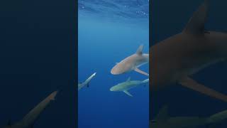 Little fish following a shark🐟 shark sharks fish pilotfish [upl. by Eisler]