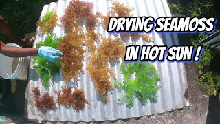 THE MOST HEALTHIEST SEAFOOD  DRYING SEAMOSS PT1 [upl. by Sonitnatsnok884]