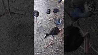 Swamphen birds 🐦 [upl. by Suirtemid415]