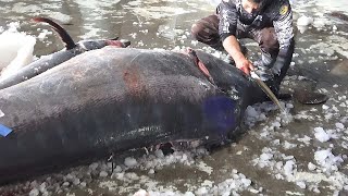 Monster Fish  Over 400 kg Giant Bluefin Tuna  Marlin Catch and Cutting [upl. by Aveer835]