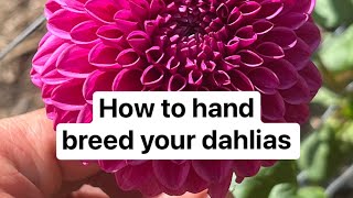 Easy Dahlia Breeding How To [upl. by Alvina9]