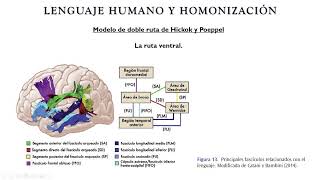 Psicología Fisiológica UNED  Tema 6 Parte 4 [upl. by Danby]