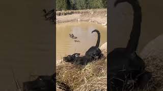 Bird dog ranch rescue dog enjoying life [upl. by Jauch]